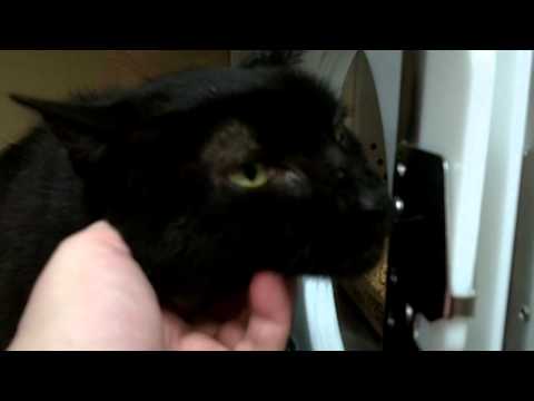 Megatron is mega-sweet!