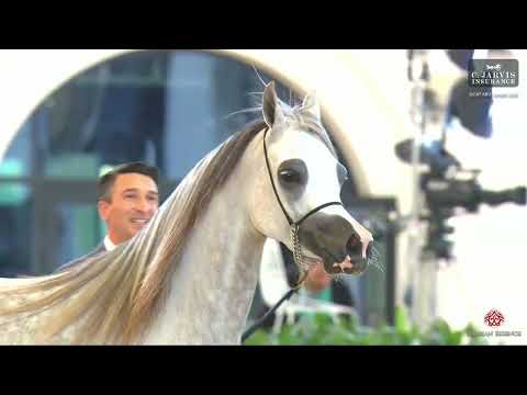 N 122 D NAJLAH   GCAT Abu Dhabi 2026   Senior Mares   Section A Class 3A