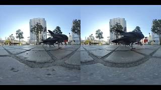 Insta360 EVOで撮影した180°動画 ※VR用映像のサンプル
