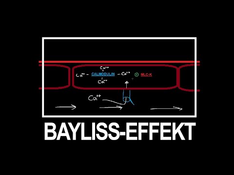 Bayliss Effekt einfach erklärt