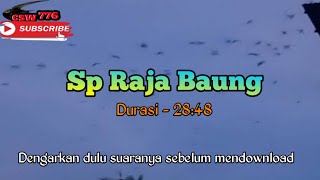 Download lagu SP RAJA BAUNG Suara Panggil Walet Legendaris Kualitas Jernih mp3