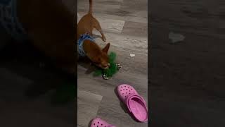 Video preview image #1 Chihuahua-Unknown Mix Puppy For Sale in HOUSTON, TX, USA