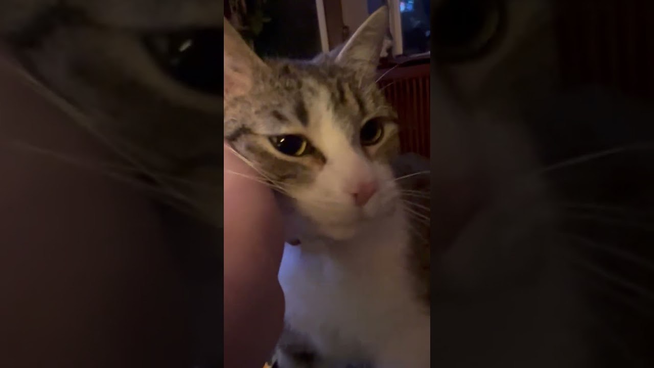 Enlarge Judy, an adopted Domestic Short Hair in Roseville, MN video 6/6