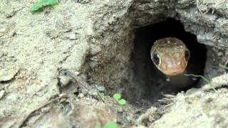 preview picture of video 'Un habitant du lodge des deux rivières filmé par Andre Marseul'