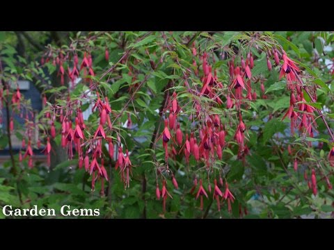 download lagu mp3 mp4 Perennial Fuchsia Bush, download lagu Perennial Fuchsia Bush gratis, unduh video klip Perennial Fuchsia Bush