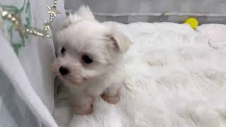 マルチーズの動画01