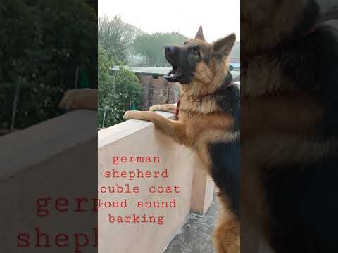 German shepherd double coat barking loud sound