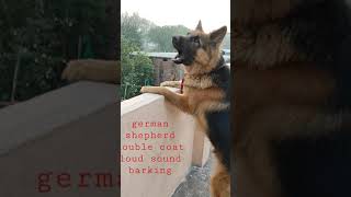 Download lagu German shepherd double coat  barking loud sound mp3