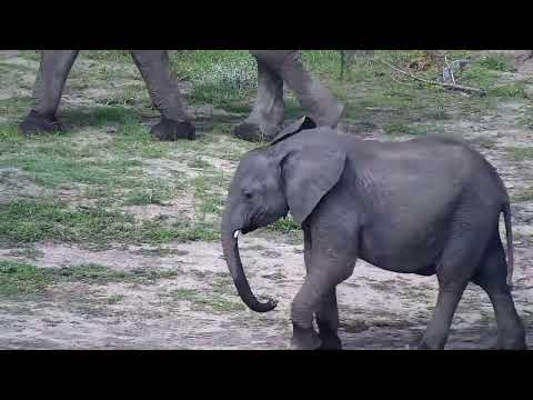 Djuma: Blacksmith Lapwings protecting nest against Elephants - 14:54 - 11/14/2022