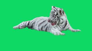 Download lagu GREEN SCREEN BABY WHITE TIGER ANIMATED HD  | FREE TO USE GRAPHICS ANIMATIONS mp3