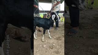 Download lagu kumpulan kambing kacang lucu warna warni mp3