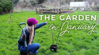 The Garden in January