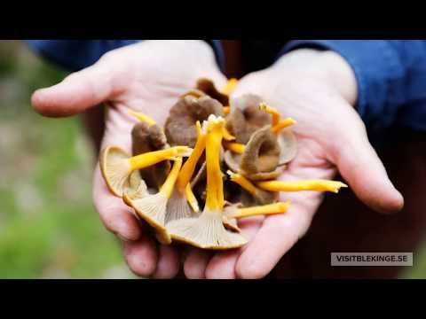 Höstsmaker i Blekinge - Plocka svamp, bär och ta tillvara på allt från skog, trädgård och mark.
