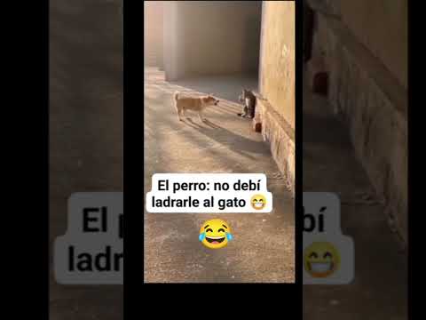 POBRE FIRULAIS😂 #humor #viralshort #risas