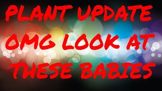 PLANT UPDATE | OMG LOOK AT THESE BABIES