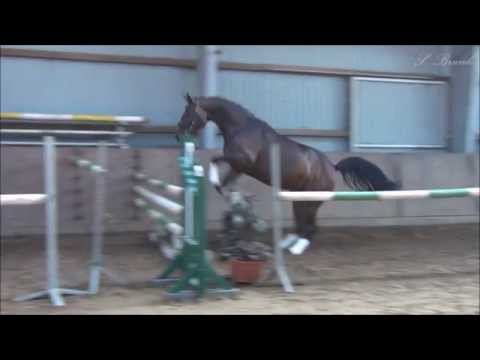 Cancara FS Holsteinerstute zum Verkauf