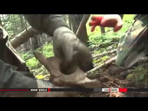 Search for Japanese soldiers' remains in Sakhalin   News   NHK WORLD   English