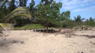 Vultures on the beach in Batukunku