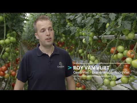 CombiVliet & Priva: Slimme samenwerking in moderne tomatenteelt