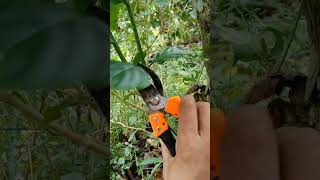 Download lagu metode sambung kopi lancuran, sisip kulit' teryata kokoh dan bagus hasilya# mp3