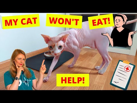 Why Is My Cat Not Eating? What should I do? (Vet Explains + Demonstration)