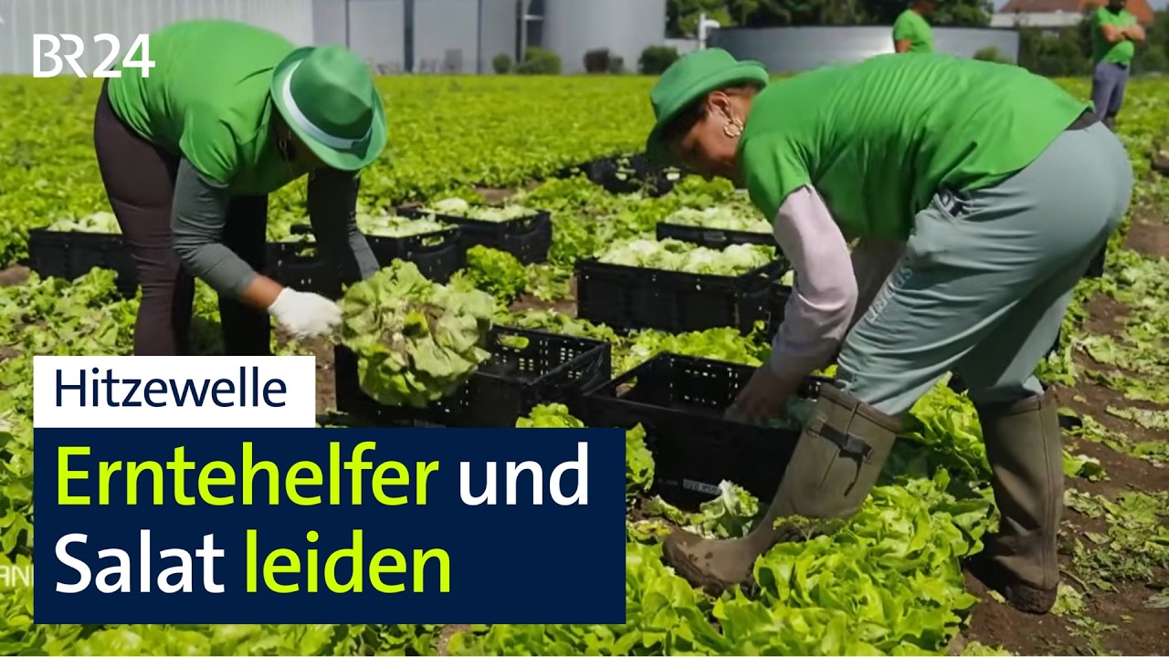 Erntehelfer leiden unter Hitze - und der Salat auch | BR24