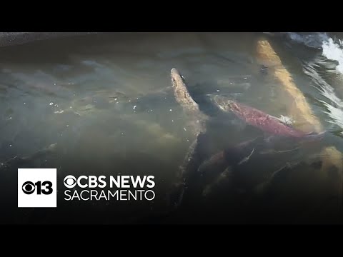 California salmon populations continue to decline. What's being done to save them?