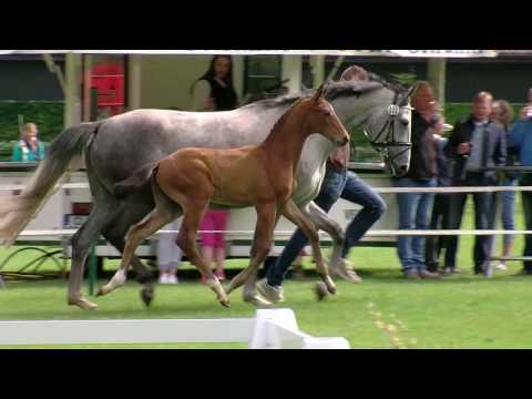 For Your Dream ZWP Hf v Floriscount x Sandro Hit