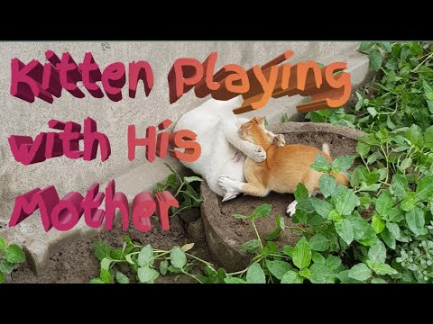 kitten is Playing with His Mother | Funny Cats Video |  #funnycats #cat #kitten