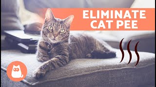 How to Get Rid of CAT URINE SMELL in the House 🐈 | 7 Home Remedies ✅