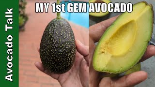 GEM Taste Test -🥑Avocado Talk🥑