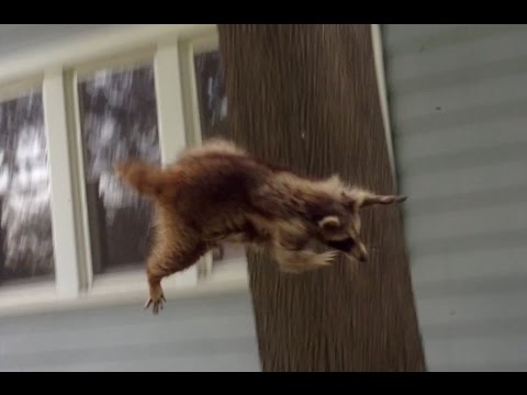 Crazy Raccoon Attacks German Shepherd