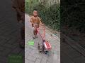Main Edet Traktor Kayu Shortvideo Youtubeshorts Tentangdofan