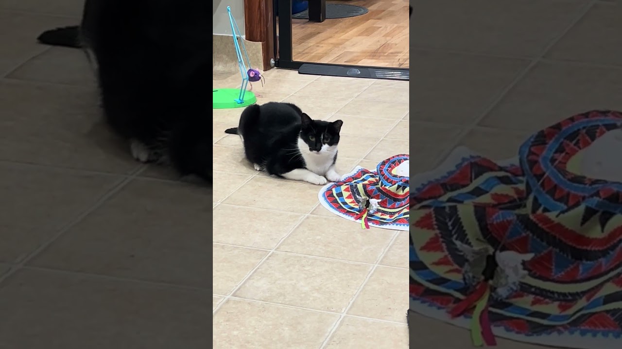 Enlarge Bailey, a ADOPTABLE mixed breed in Hilton Head Island, SC video 5/5