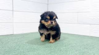 ハーフ犬の動画01