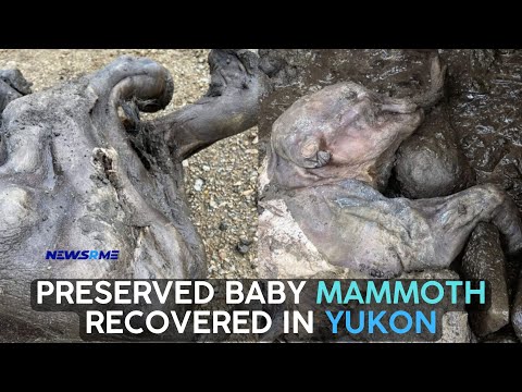 Preserved baby mammoth  recovered  in Yukon | Canada News | NewsRme