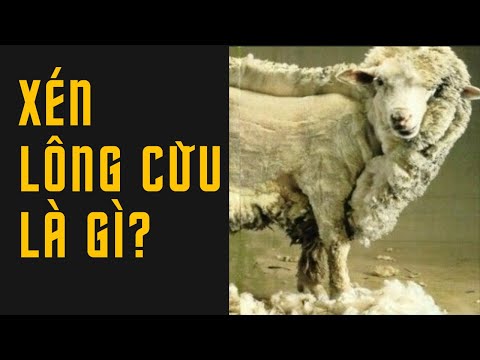 , title : 'Xén lông cừu là gì?'