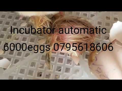 waba ukeneye imashini irarira amagi yibiguruka duhamagare cg utwandikire Whatsapp 0738011652