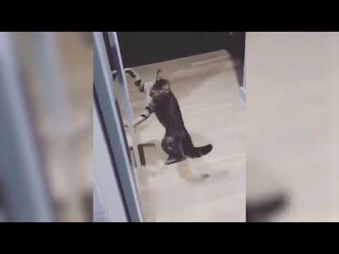 funniest cats and dogs video 2021 -Don't try to laugh #02 #shorts(funny animal video)