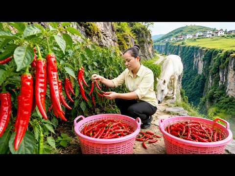 TIMELAPSE --- 8 Days Venturing Harvest The World's Hottest Chili On A Dangerous & Go To Market Sell