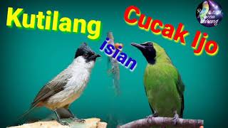 Download lagu masteran kutilang full isian cucak ijo. #masterankutilang#isiancucakijo#radenmaskicau mp3 Download lagu masteran kutilang full isian cucak ijo. #masterankutilang#isiancucakijo#radenmaskicau mp3
