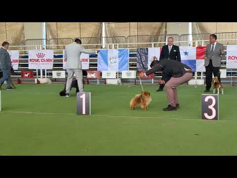 MEJOR DE EXPOSICIÓN Club Canófilo de la Sultana del Norte