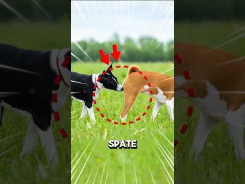 De ce câinii miros spatele? 🐶