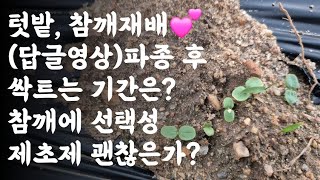 텃밭, 참깨재배