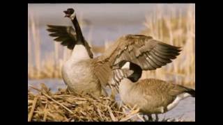 Something Told the Wild Geese