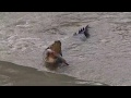 Cahills Crossing Crocodile Feeding Freenzy