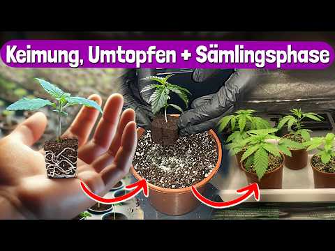 From seed to plant: This is how our seedling phase works