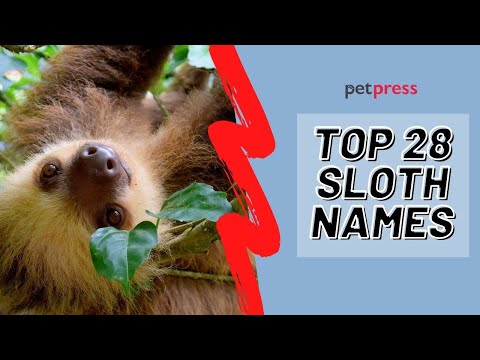 Cute Sloth Names
