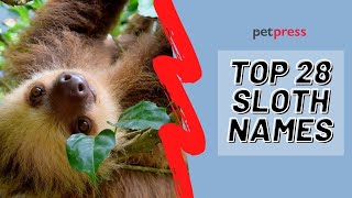 28 Sloth Names 🦥 - Top, Cute, & Funny Name Ideas For A Sloth!