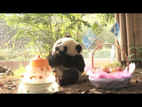 download lagu mp3 mp4 Adopt A Panda Bear, download lagu Adopt A Panda Bear gratis, unduh video klip Adopt A Panda Bear